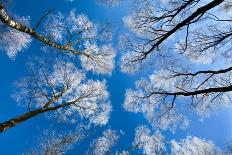 Low View of Tall Trees Under Blue Sky in Winter-Craig Roberts-Photographic Print