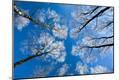 Premium Photographic Print