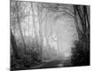 Photographic Print