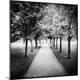 Photographic Print