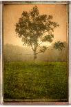 Tree Alone-Craig Satterlee-Photographic Print