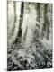 Premium Photographic Print