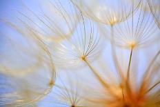 Sun and blue sky through daisies-Craig Tuttle-Framed Photographic Print