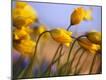 Premium Photographic Print