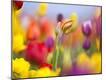 Premium Photographic Print