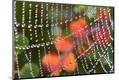 Premium Photographic Print