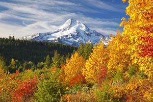 Mt Hood Art Prints Paintings Posters Framed Wall Artwork For