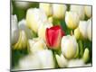 Premium Photographic Print