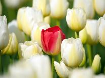 Tulip Fields, Wooden Shoe Tulip Farm, Woodburn Oregon, United States-Craig Tuttle-Photographic Print