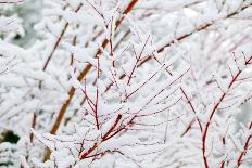 Snow on Tree-Craig Tuttle-Photographic Print