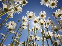 Sun and blue sky through daisies-Craig Tuttle-Photographic Print