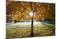 Photographic Print