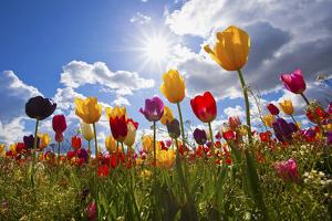 Tulip Fields, Wooden Shoe Tulip Farm, Woodburn Oregon, United States by Craig Tuttle