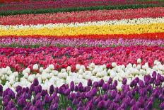 Tulip Fields, Wooden Shoe Tulip Farm, Woodburn Oregon, United States-Craig Tuttle-Photographic Print