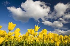 Tulip Fields, Wooden Shoe Tulip Farm, Woodburn Oregon, United States-Craig Tuttle-Photographic Print