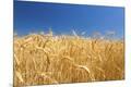 Premium Photographic Print