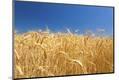 Premium Photographic Print