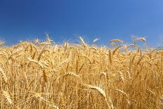 Wheat Field-Craig Tuttle-Photographic Print