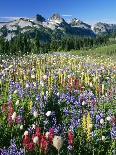 Wildflower Meadow and Tatoosh Range-Craig Tuttle-Photographic Print