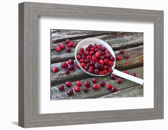 Cranberries and Ladle-Andrea Haase-Framed Photographic Print