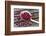 Cranberries and Ladle-Andrea Haase-Framed Photographic Print