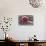 Cranberries and Ladle-Andrea Haase-Photographic Print displayed on a wall