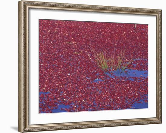 Cranberries in Bog, Long Beach, Washington, USA-Jamie & Judy Wild-Framed Photographic Print