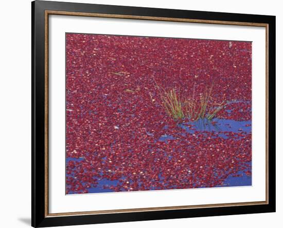 Cranberries in Bog, Long Beach, Washington, USA-Jamie & Judy Wild-Framed Photographic Print