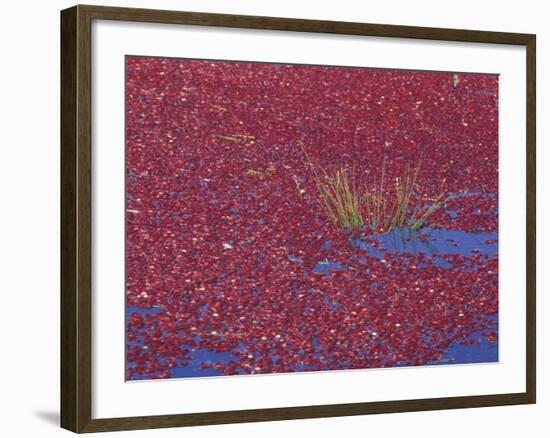 Cranberries in Bog, Long Beach, Washington, USA-Jamie & Judy Wild-Framed Photographic Print