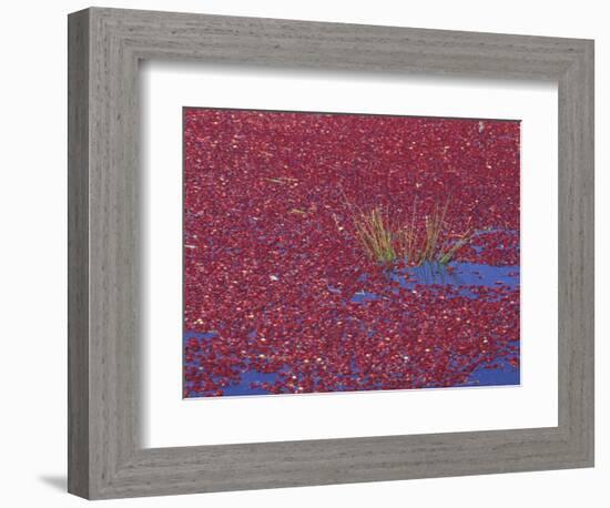 Cranberries in Bog, Long Beach, Washington, USA-Jamie & Judy Wild-Framed Photographic Print