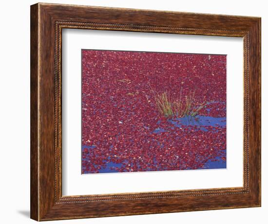 Cranberries in Bog, Long Beach, Washington, USA-Jamie & Judy Wild-Framed Photographic Print