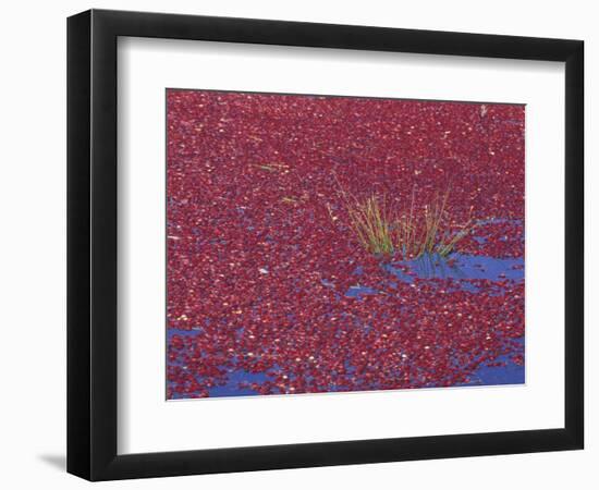 Cranberries in Bog, Long Beach, Washington, USA-Jamie & Judy Wild-Framed Photographic Print