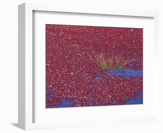 Cranberries in Bog, Long Beach, Washington, USA-Jamie & Judy Wild-Framed Photographic Print