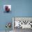 Cranberries-David Munns-Premium Photographic Print displayed on a wall