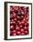 Cranberries-Jon Stokes-Framed Photographic Print