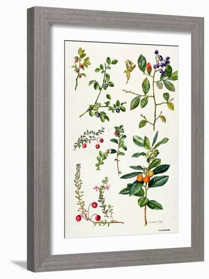 Cranberry and Other Berries-Elizabeth Rice-Framed Giclee Print