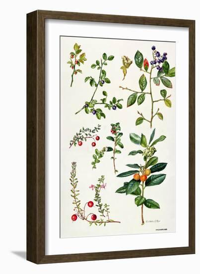 Cranberry and Other Berries-Elizabeth Rice-Framed Giclee Print