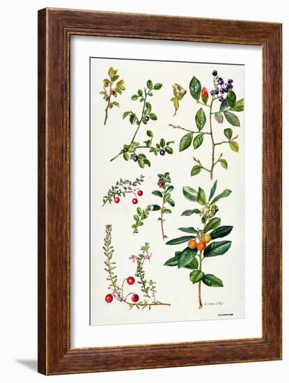 Cranberry and Other Berries-Elizabeth Rice-Framed Giclee Print