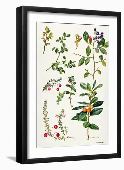 Cranberry and Other Berries-Elizabeth Rice-Framed Giclee Print