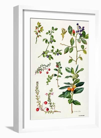 Cranberry and Other Berries-Elizabeth Rice-Framed Giclee Print