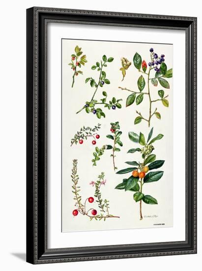 Cranberry and Other Berries-Elizabeth Rice-Framed Giclee Print