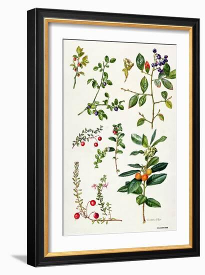 Cranberry and Other Berries-Elizabeth Rice-Framed Giclee Print