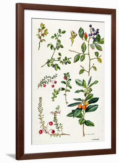 Cranberry and Other Berries-Elizabeth Rice-Framed Giclee Print