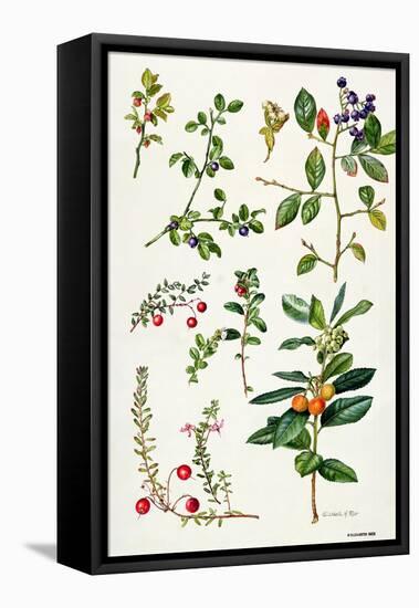 Cranberry and Other Berries-Elizabeth Rice-Framed Premier Image Canvas