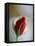 Cranberry Rosebud-Nicole Katano-Framed Stretched Canvas