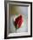 Cranberry Rosebud-Nicole Katano-Framed Photo