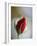 Cranberry Rosebud-Nicole Katano-Framed Photo