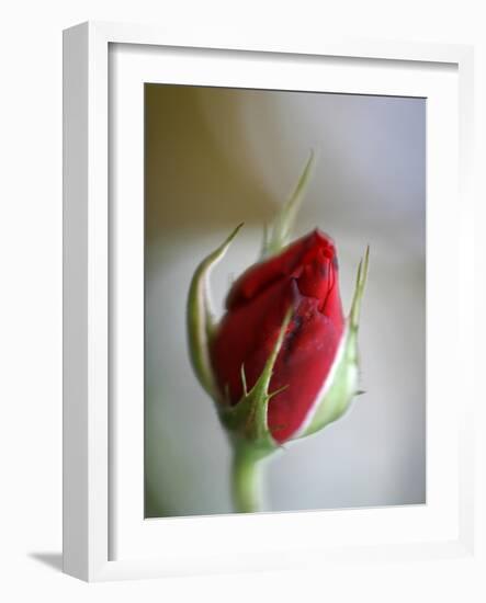 Cranberry Rosebud-Nicole Katano-Framed Photo