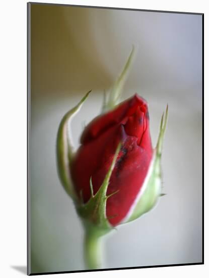 Cranberry Rosebud-Nicole Katano-Mounted Photo