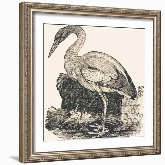 Crane, 1850 (Engraving)-Louis Simon (1810-1870) Lassalle-Framed Giclee Print